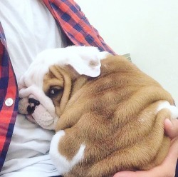 ilove-englishbulldogs:A ball of nugget