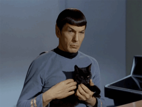 This GIF can break The Internet !
One Cat / One Vulcan / No Rule !
Have a nice day.