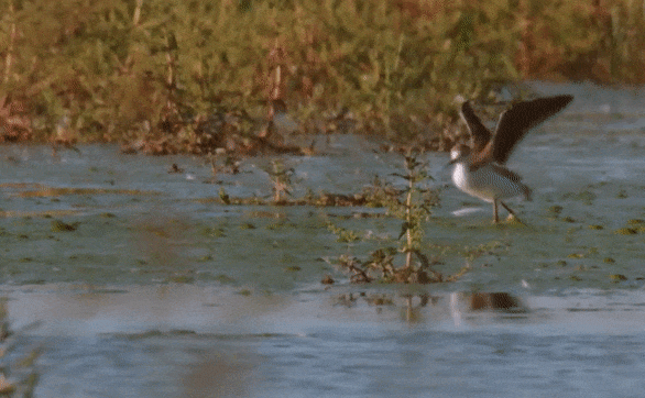 Full video: Steart Marshes Black-Winged Stilts Success | WWT