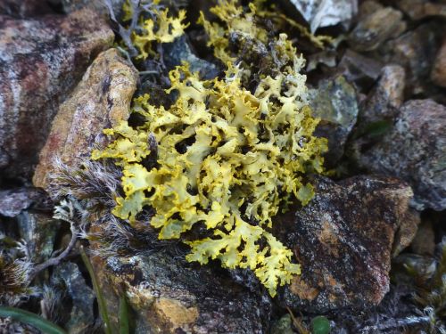 Vulpicida juniperina (syn. Vulpicida tilisii)Limestone sunshine lichen, yellow lichen, goldtwist lic