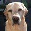 joep00