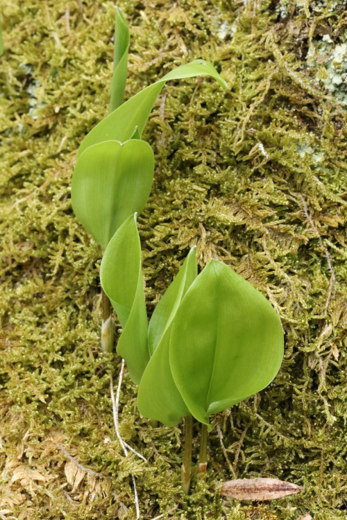 vandaliatraveler:Canada mayflower (Maianthemum canadense) forms dense colonies from vegetative cloni