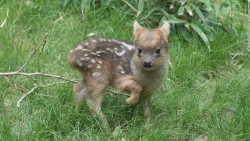 effervescentvibes:  sixpenceee:    A tiny male deer fawn weighing just 1 pound and measuring 6 by 6 inches was born on May 12 at Queens Zoo, NYC. Pudu are the world’s smallest deer species.     good vibrations here 
