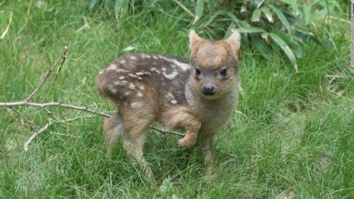 sixpenceee: A tiny male deer fawn weighing just 1 pound and measuring 6 by 6 inches was born on May 