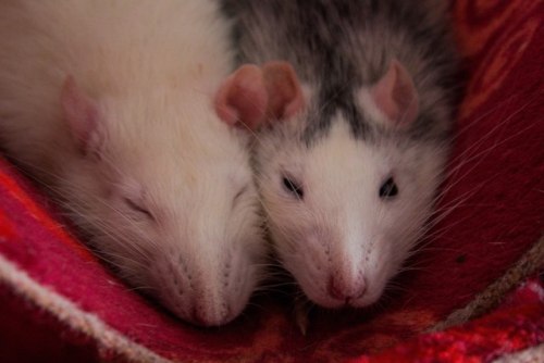 Sleepy rats