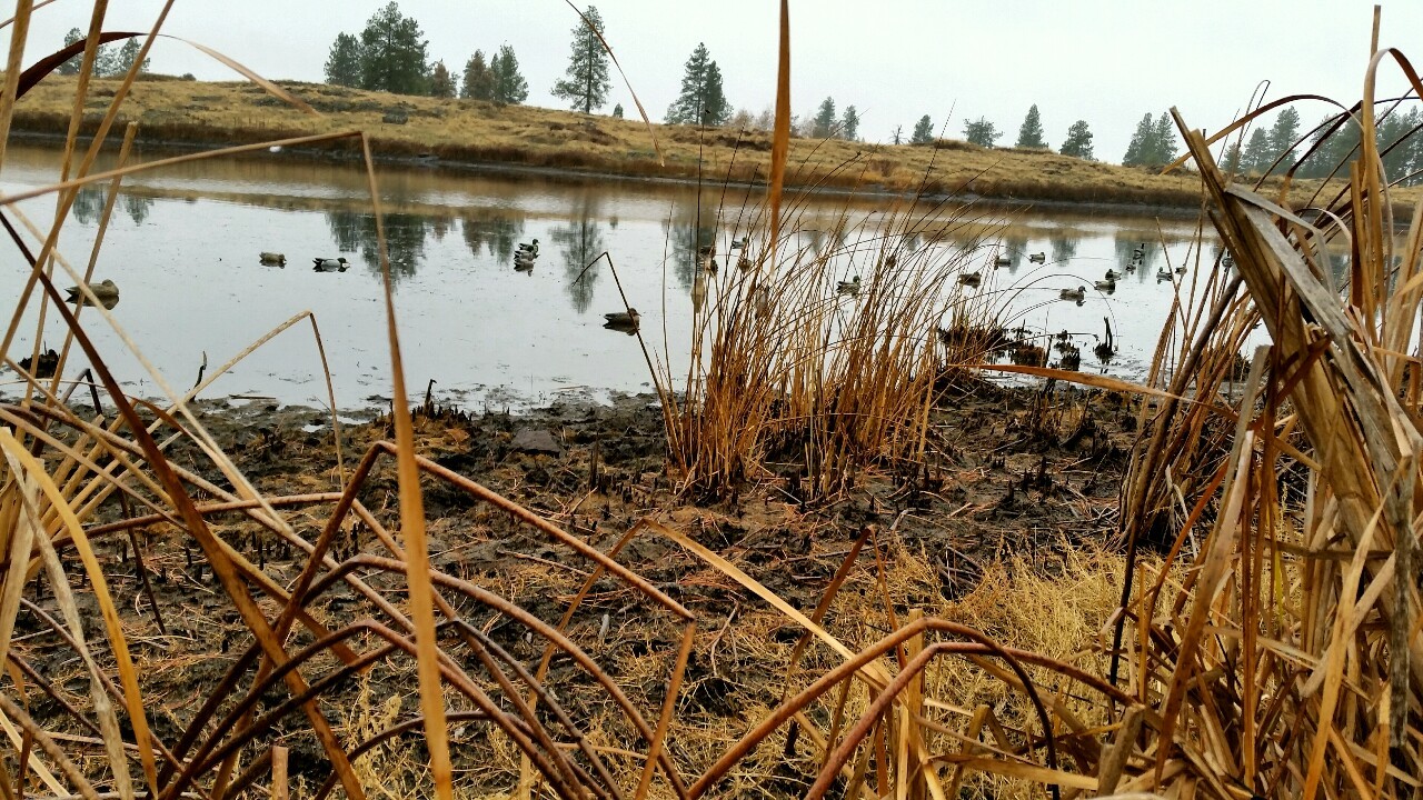 pacificcalls:  Morning in the blind beats a morning at the office