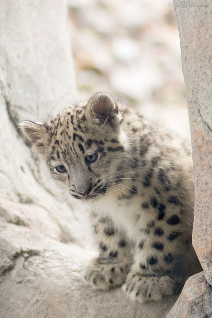 10bullets:  Li’l cat by Cloudtail on Flickr. 