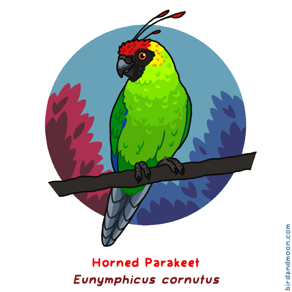 birdandmoon:
“This week’s #WeirdBirdOfTheWeek is the Horned Parakeet. It’s only found on New Caledonia, and is classed as Vulnerable, at risk from the bird trade and habitat loss. I 100% did not make it up. It’s my new favorite bird.
”