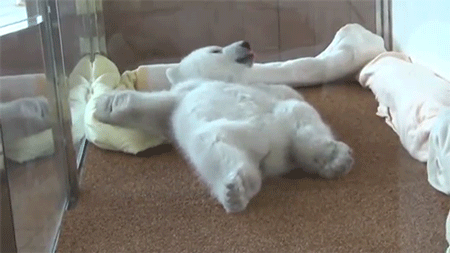 sizvideos:  Watch this baby polar bear getting very comfy in bed 