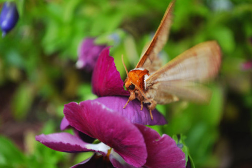 megarah-moon: One more post! I’m finally finding cool moths so I must spam you! Drexel&rs