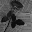 untoldreader