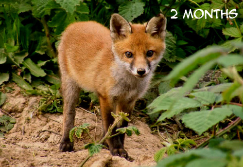 theurbanfoxwatcher: Guide To Aging Fox CubsIf you ever wondered how to tell the age of a fox cub the