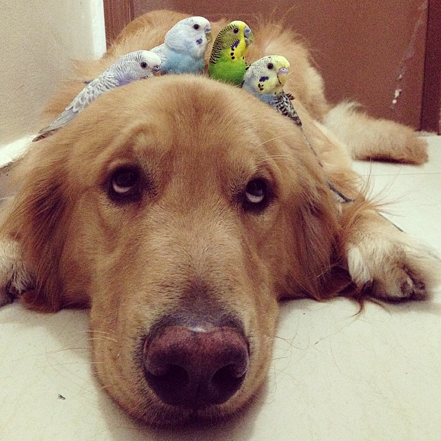 tastefullyoffensive:  Bob the golden retriever is best friends with eight birds and