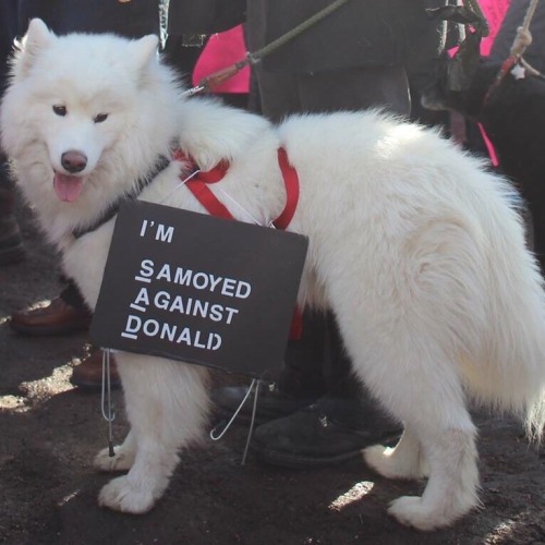 consolacions: puppers protesting (photos are not mine)