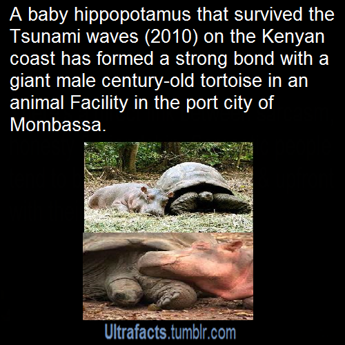 ultrafacts:  Source  Follow Ultrafacts for more facts  