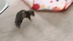 bob-artist: bob-artist: Whenever Tux manages to slip into a forbidden room, he does