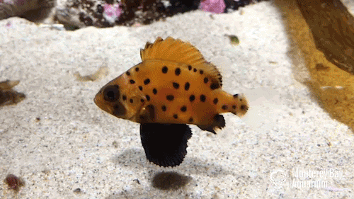 How Do You Train A Fish??