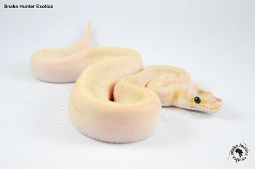 Cool ChampagnesBall-Pythons.net -This thread is full of lots of gorgeous champagne combo ball python