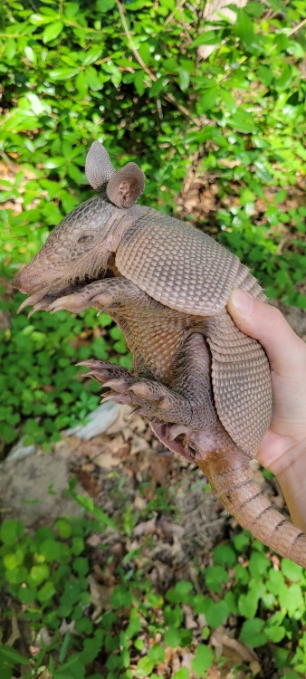 thetinybutimportantthings: A young 9 banded armadillo (Dasypus novemcinctus) I captured at work toda