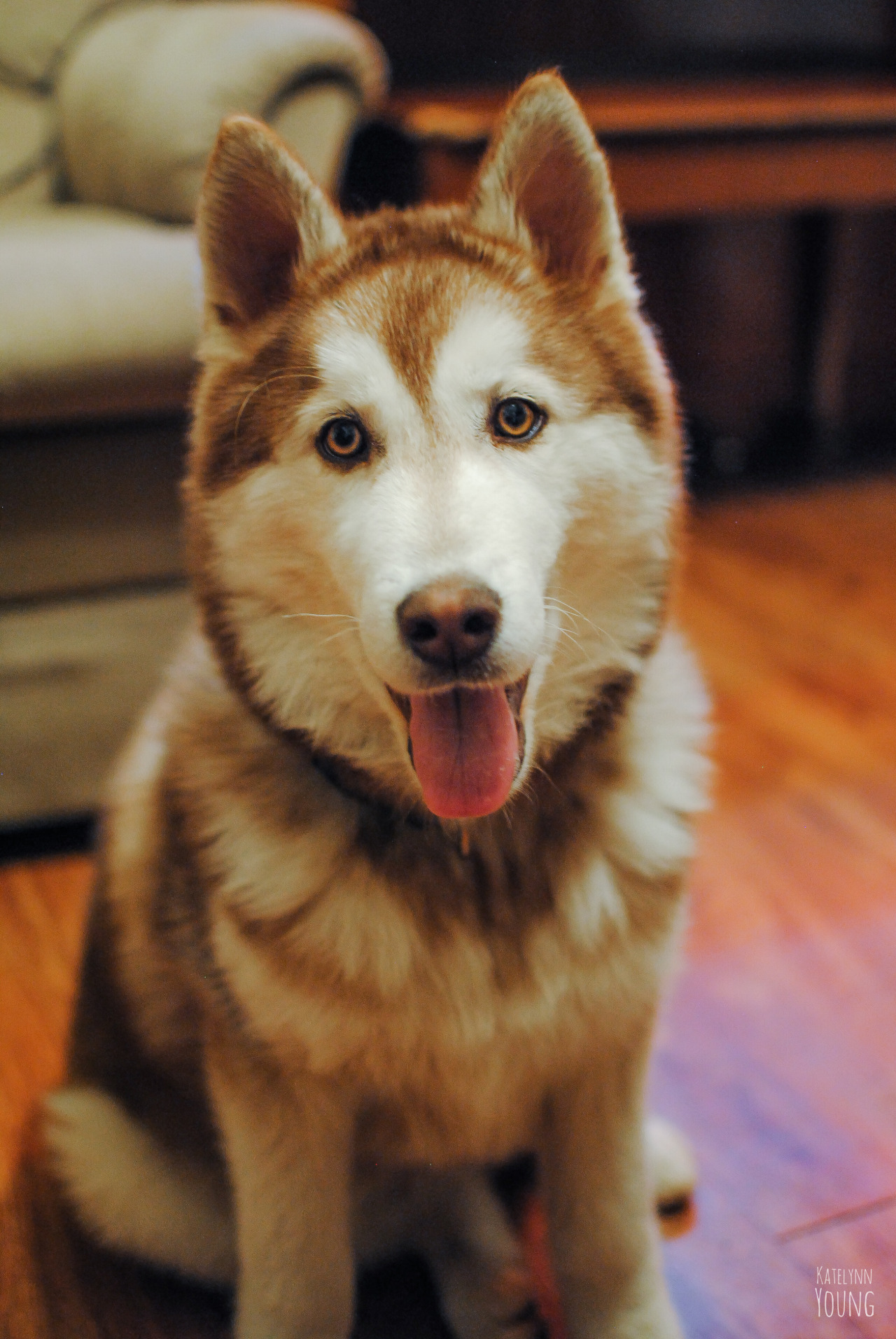 shepherd-tails:4/2/2015Ultimate Sausage cuteness post. c: