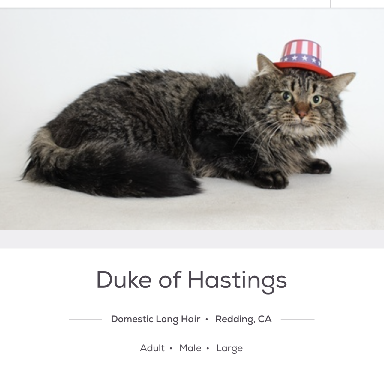 Petfinder names www petfinder cat duke of hastings 50570247 ca petfinder-names-www-petfinder-cat-duke-of-hastings-50570247-ca