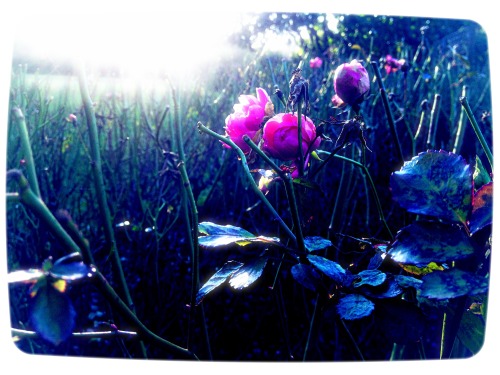 Pictures Of Flowers Taken Throughout The Year (Plus A Snail My Nephew Adopted)