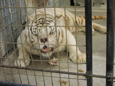 The only way to produce a white tiger is through inbreeding.  The severe inbreeding can result in many genetic defects including grotesquely crossed-eyes, facial features and mental impairments. 