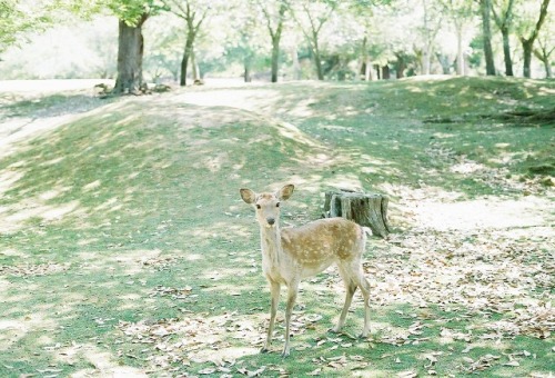 奈良公園