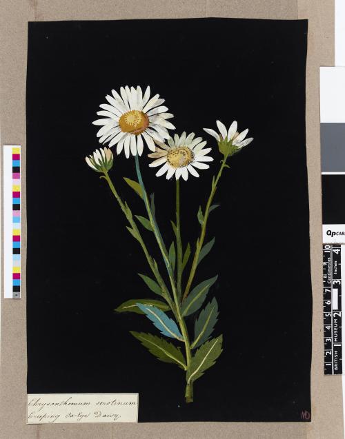 Creeping Ox-eye Daisy (1781), Common Ox-eye Daisy by Mary Delany (1700-1788). Collage of coloured pa