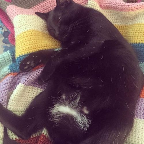 Nox got his name from his crescent moon belly spot and the flecks of white hairs that look like star