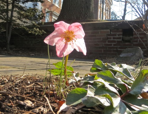 Saw a pretty hellebore blooming in Bethlehem today!
