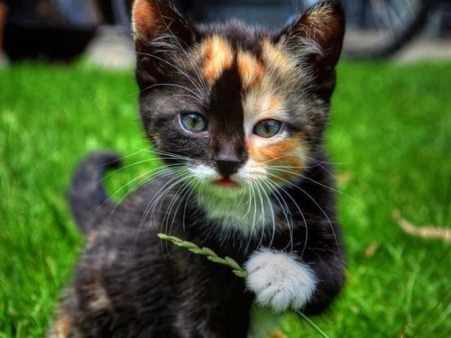 flapjackcat50:  Have some puppies and kittens  Cuteness overload :)