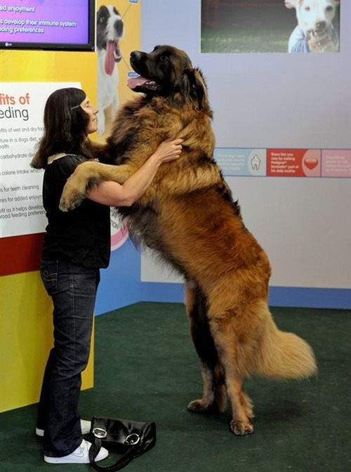 joetheblogger:  fluffybedsock:  sannguine:  gluten-tag:  pretentiousmusician:  peachpup:  this is the all time best post  Wat  I am all about giant dogs  the fact that like half of them are still trying to be lapdogs ~ bless  Giant dogges   