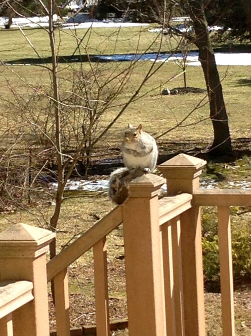 will-grahams-straitjacket:cute squirrel perched on the ledge