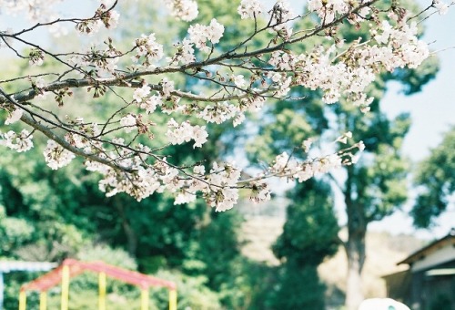 桜、咲き始め。 今年は桜が咲き始めてから天気がずっと良くて 5日連続で娘を連れて、すぐ近くの公園に桜の写真を撮りに行きました 冬生まれの娘、初めての春・初めての桜。 そして実は、娘とふたりっきりで出か