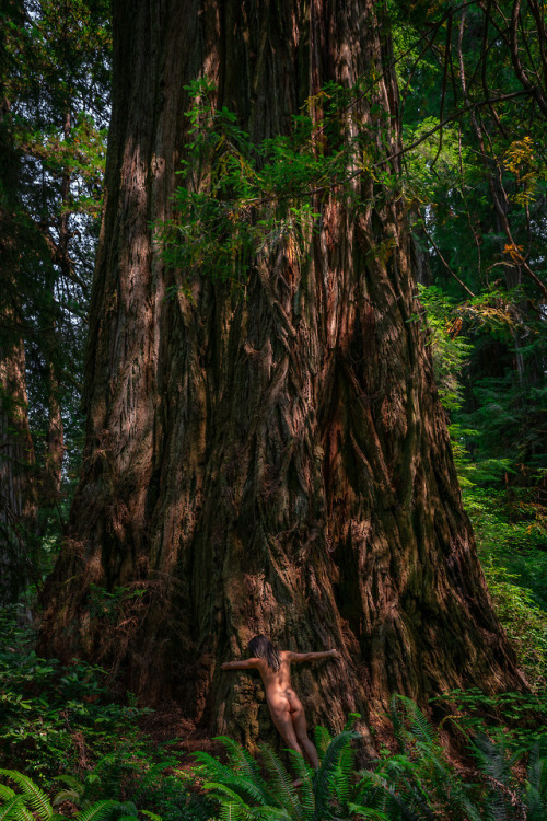 “Treehugger 5”Kelleia in Redwood National Park, CA. August 2018.