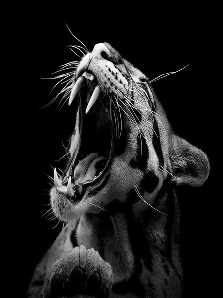 beautifulgreyscale:  © Lukas Holas