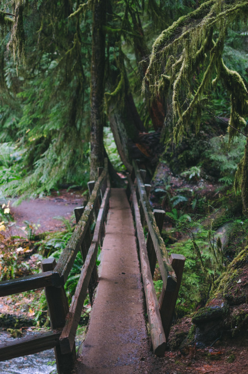 Wooden Bridge Prints