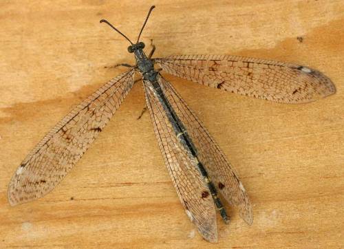 YAY !!!!!! GO ANTLION !!!!!!!!!!