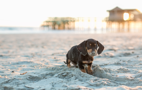 Sex hounddogsrunning:  Oscar!  pictures