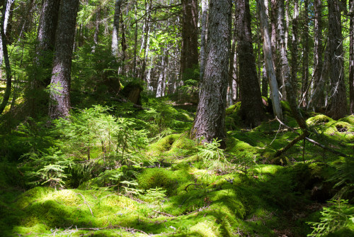 Fundy National Park, Coppermine trail by Kiril Strax