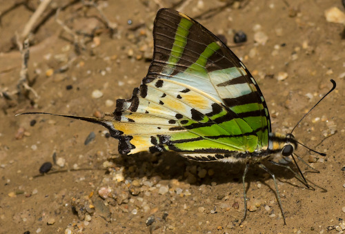 Fivebar Swordtail - Papilionidae Graphium antiphates