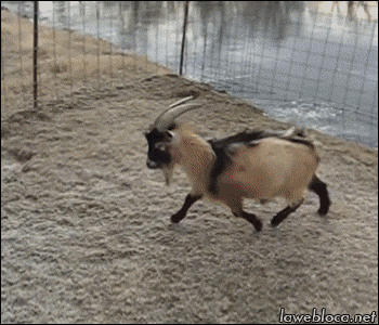 funnynhilariousgif:  Wheeeeee! &gt;&gt;  She said its been a long time and