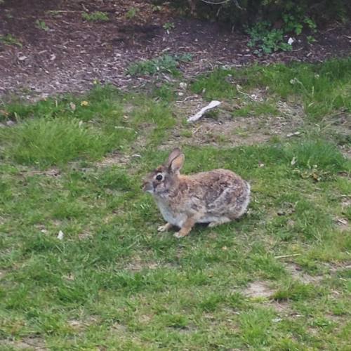 The absolute #chillest #bunny I have ever seen. We got within five feet of it and it wasn&rsquo;t ev