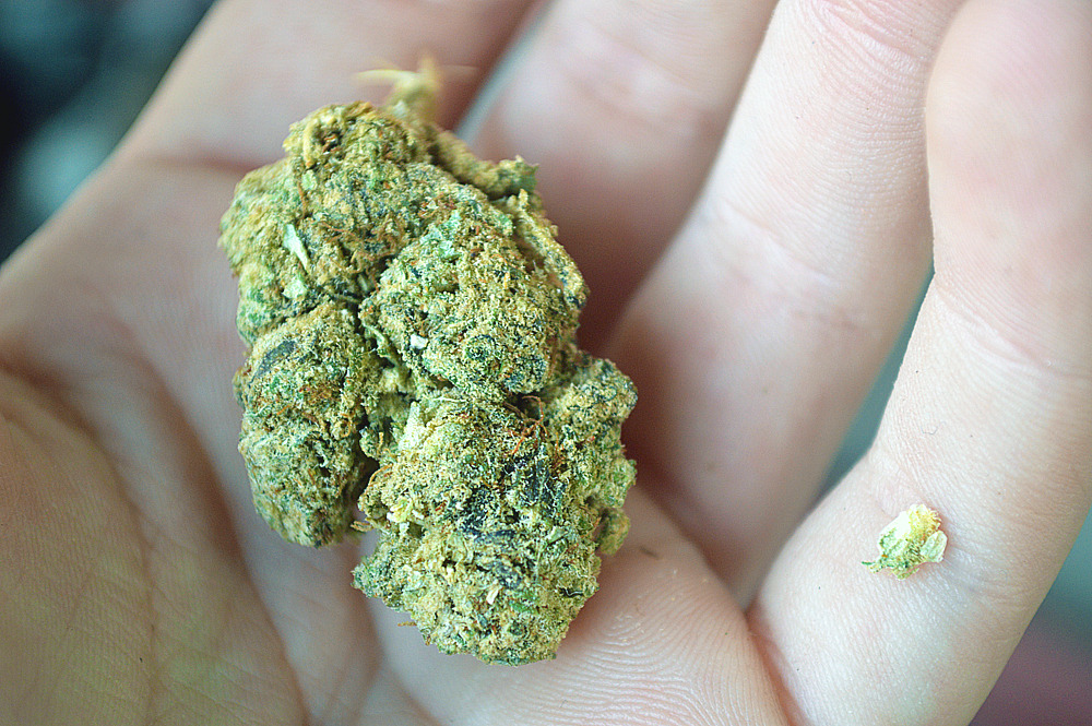 coloradokushhh:  krumkakekush:  emaciada:  krumkakekush:  the dankest weed ive ever