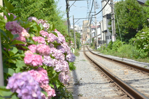 紫陽花に囲まれて。