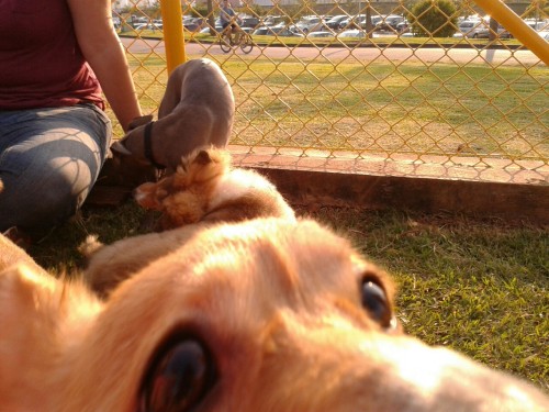 Puppy party at the dog park