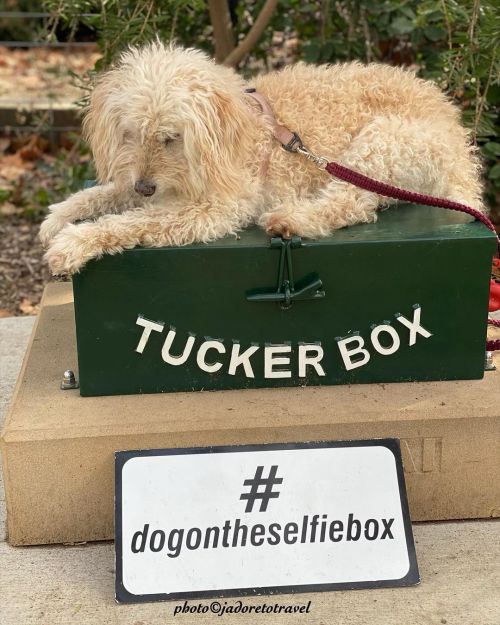 Our ‘baby’ Mia sitting as ‘the Dog on The Tucker Box’ photo©jadoretotravel #jadoretotravel #missmia 