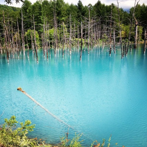 instagram:Hokkaido, Japan’s Iridescent Blue Pond (青い池)See more photos from Hokkaido’s Blue Pond by v