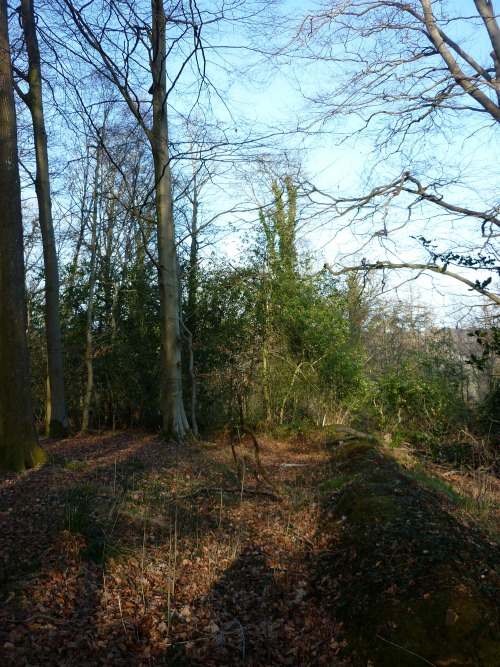 Bryngarw Country Park, March 2014